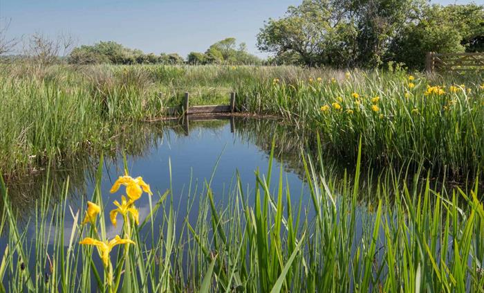 Image Credit: RSPB